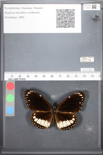 Media type: image;   Entomology 89634
